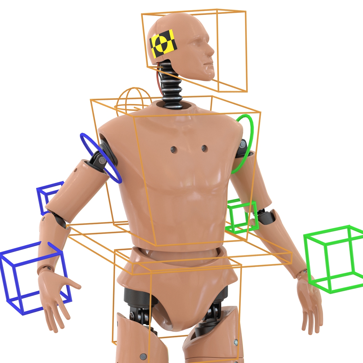 3D Male Crash Test Dummy Rigged model