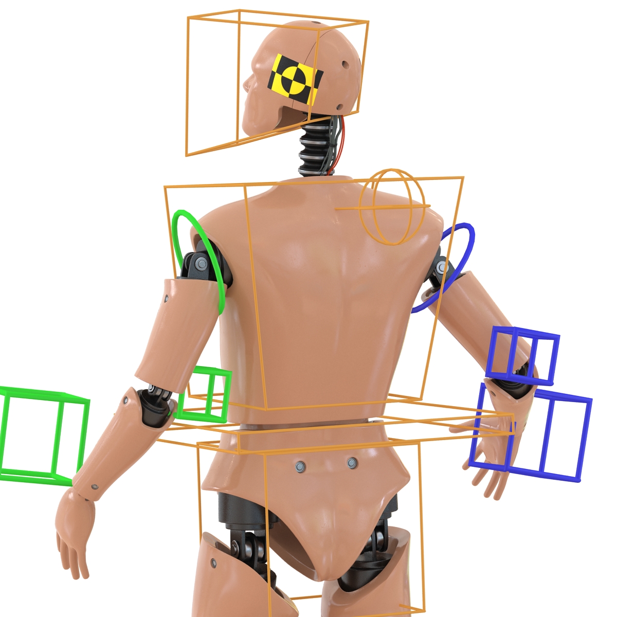 3D Male Crash Test Dummy Rigged model