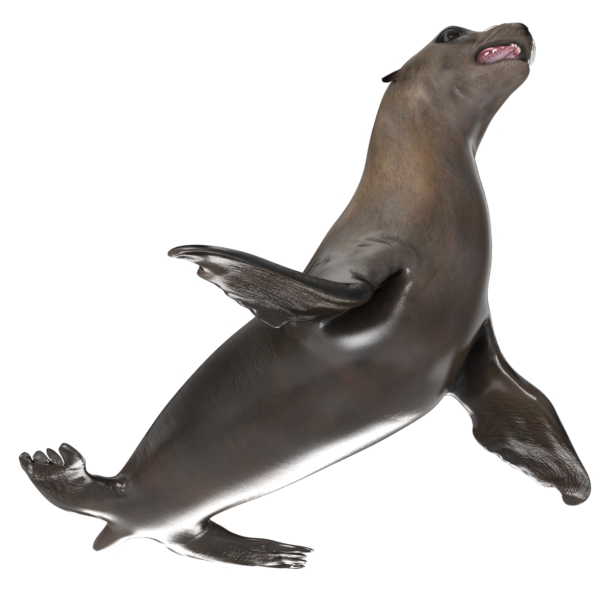 3D model Sea Lion