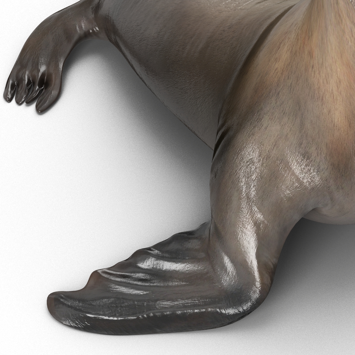 3D model Sea Lion Pose 2