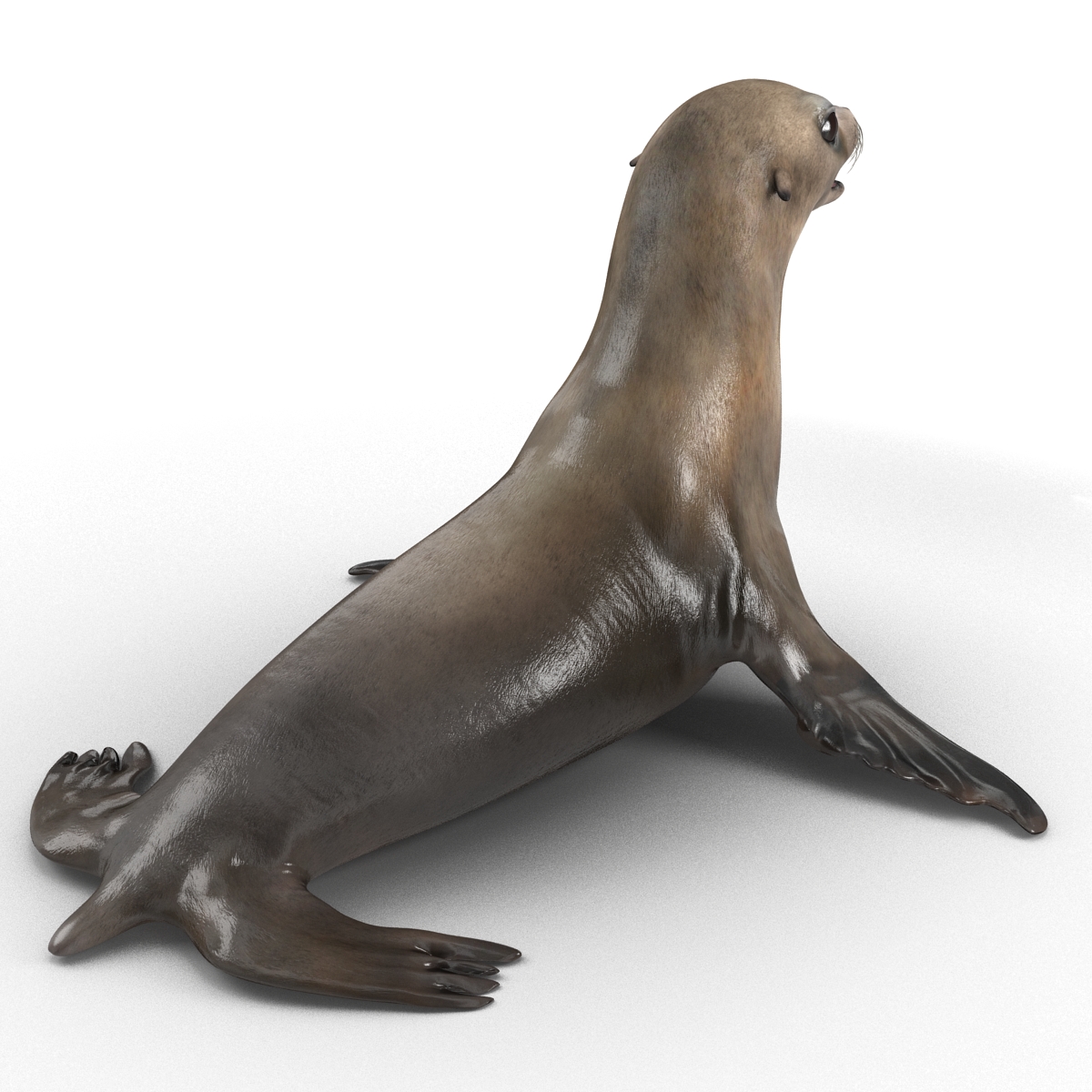 3D model Sea Lion Rigged