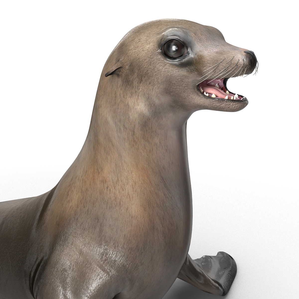 3D model Sea Lion Rigged