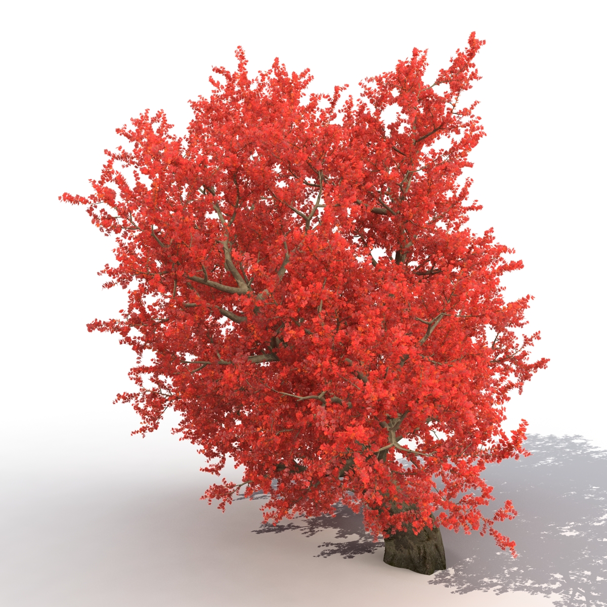 3D model Old Red Maple Tree Autumn