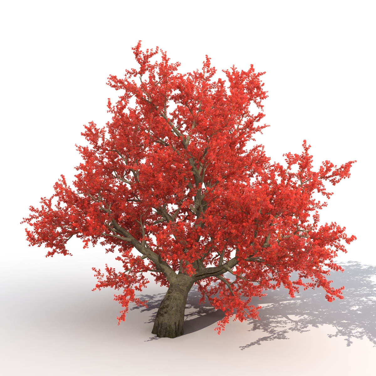 3D model Old Red Maple Tree Autumn