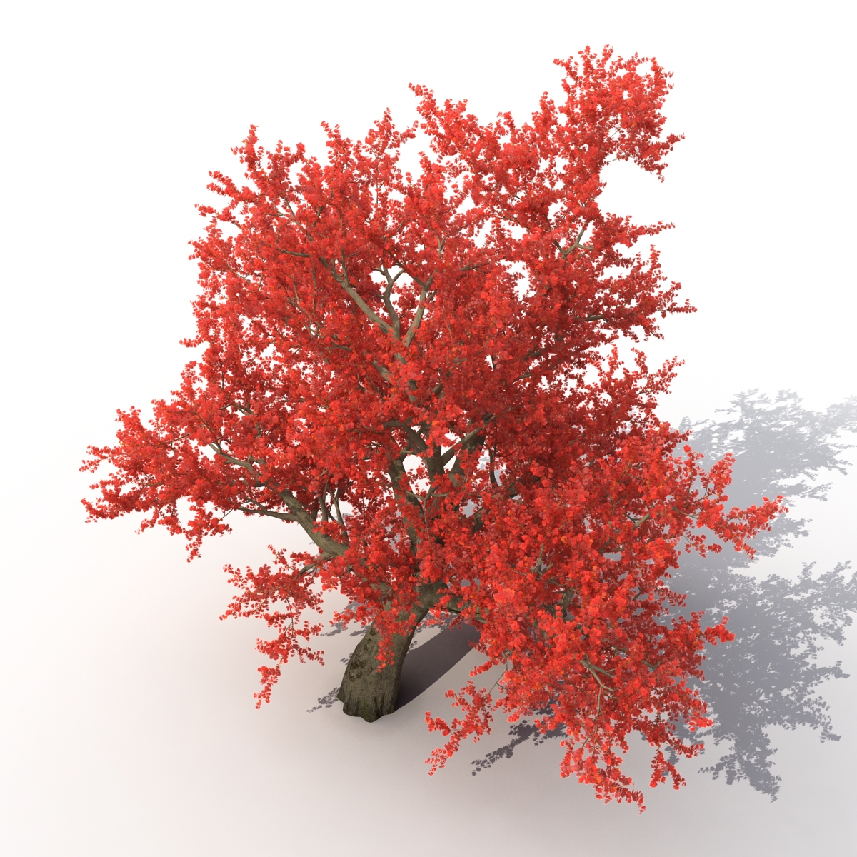 3D model Old Red Maple Tree Autumn