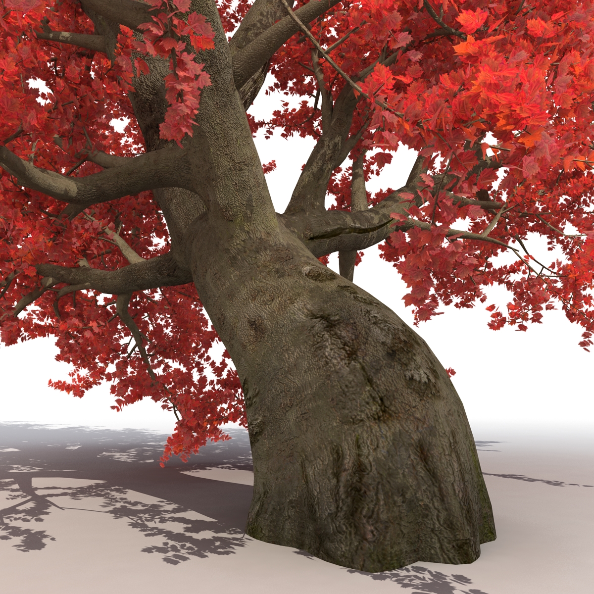 3D model Old Red Maple Tree Autumn