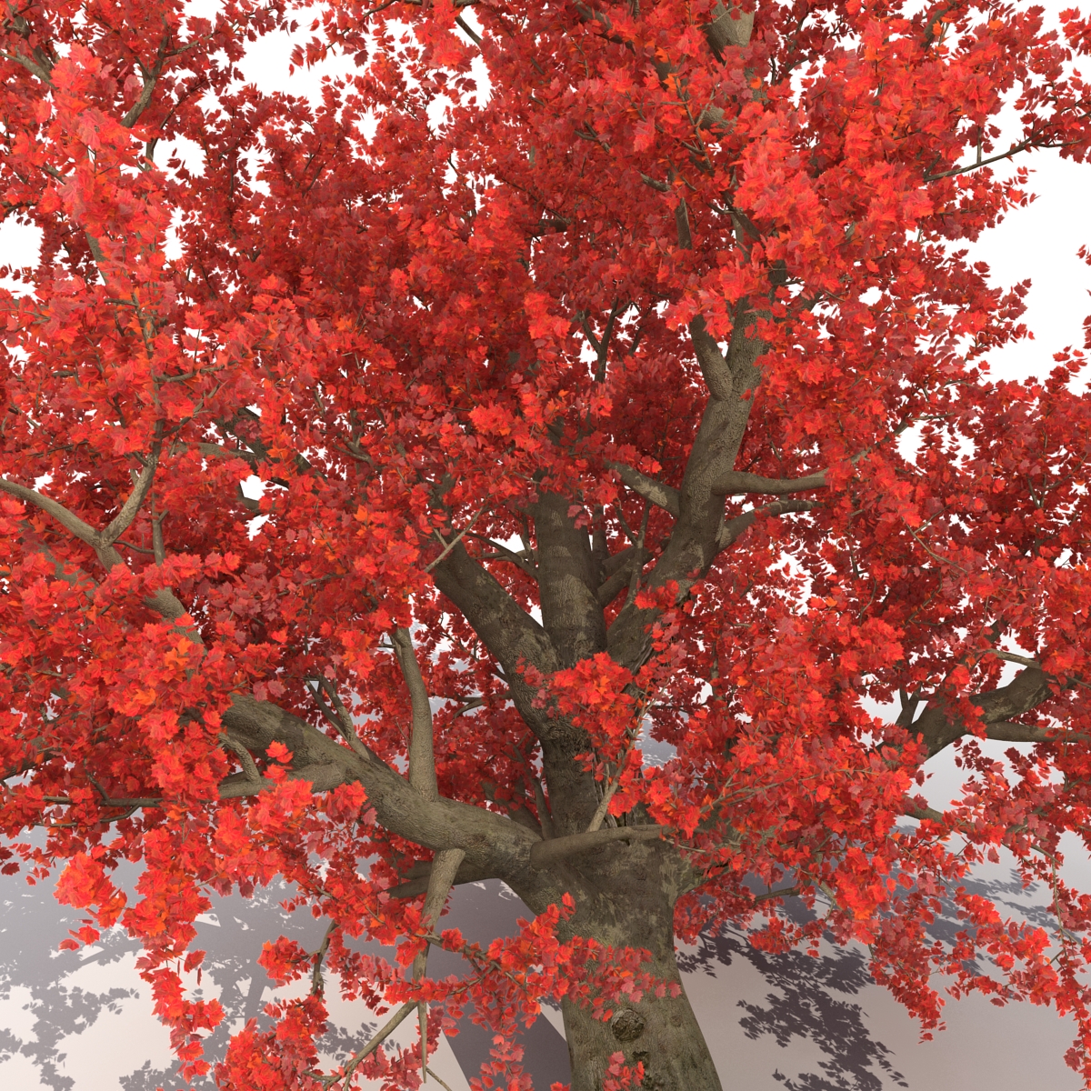 3D model Old Red Maple Tree Autumn