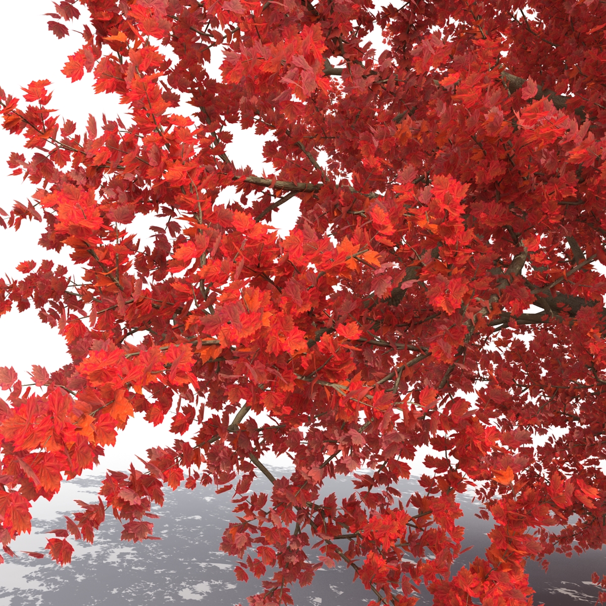 3D model Old Red Maple Tree Autumn