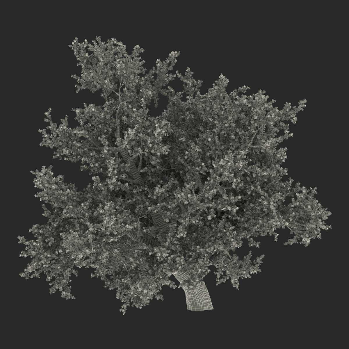 3D model Old Red Maple Tree Autumn