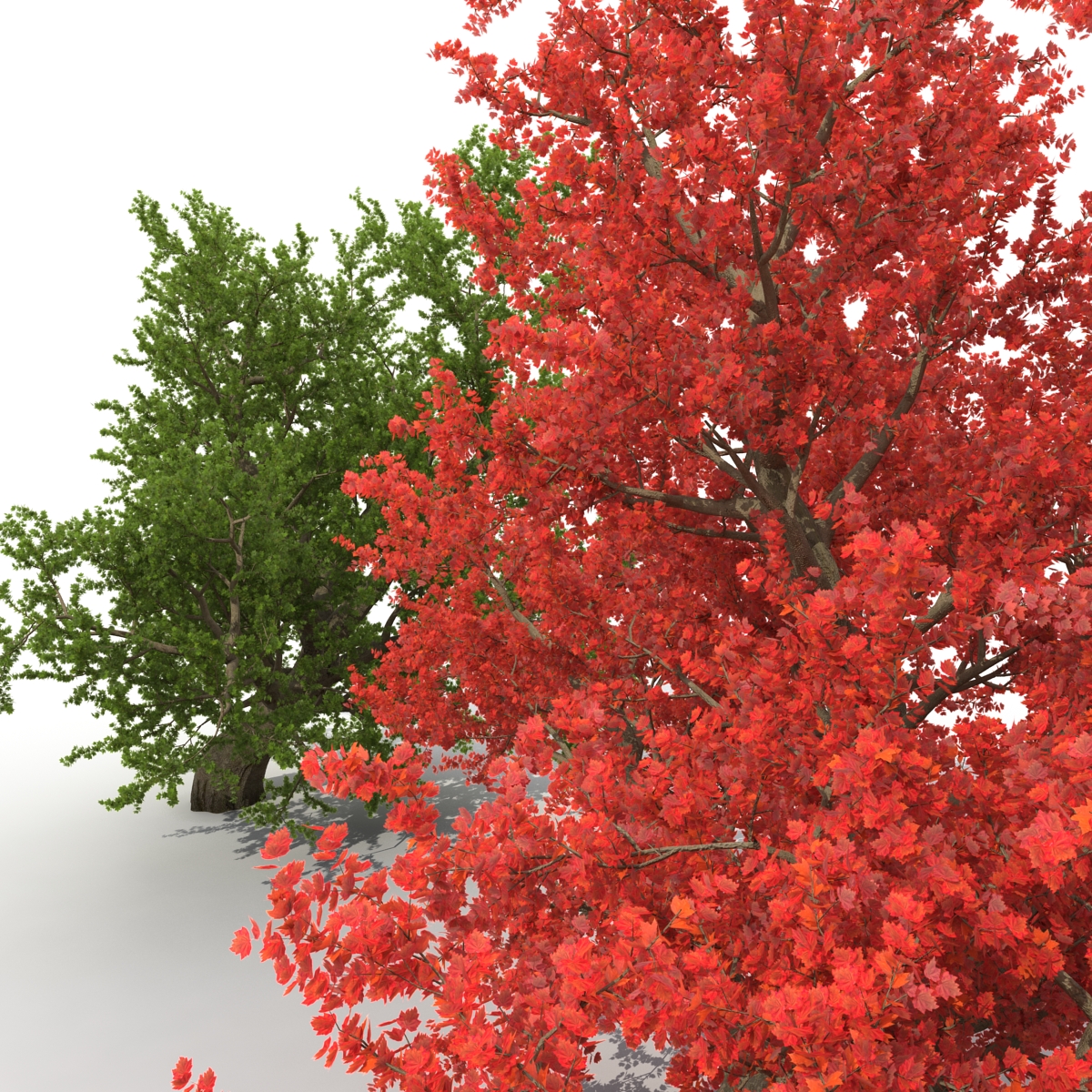 Old Red Maple Tree Set 3D