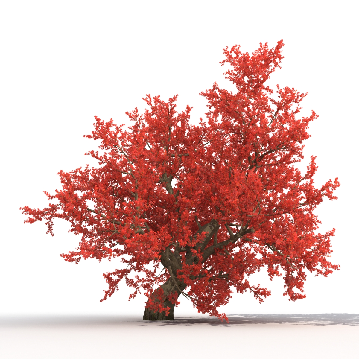 Old Red Maple Tree Set 3D