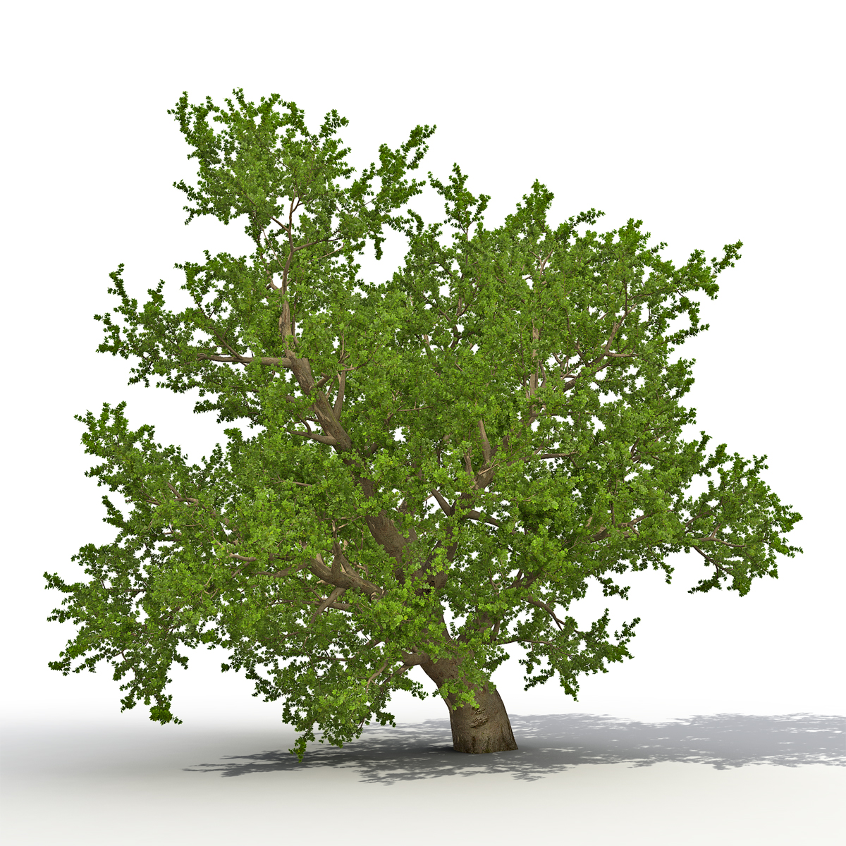 3D model Old Red Maple Tree Summer