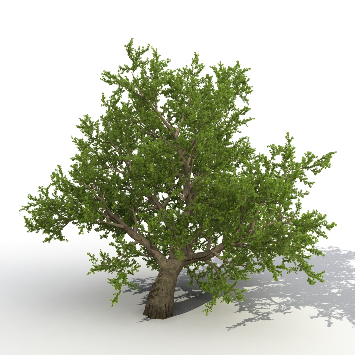 3D model Old Red Maple Tree Summer