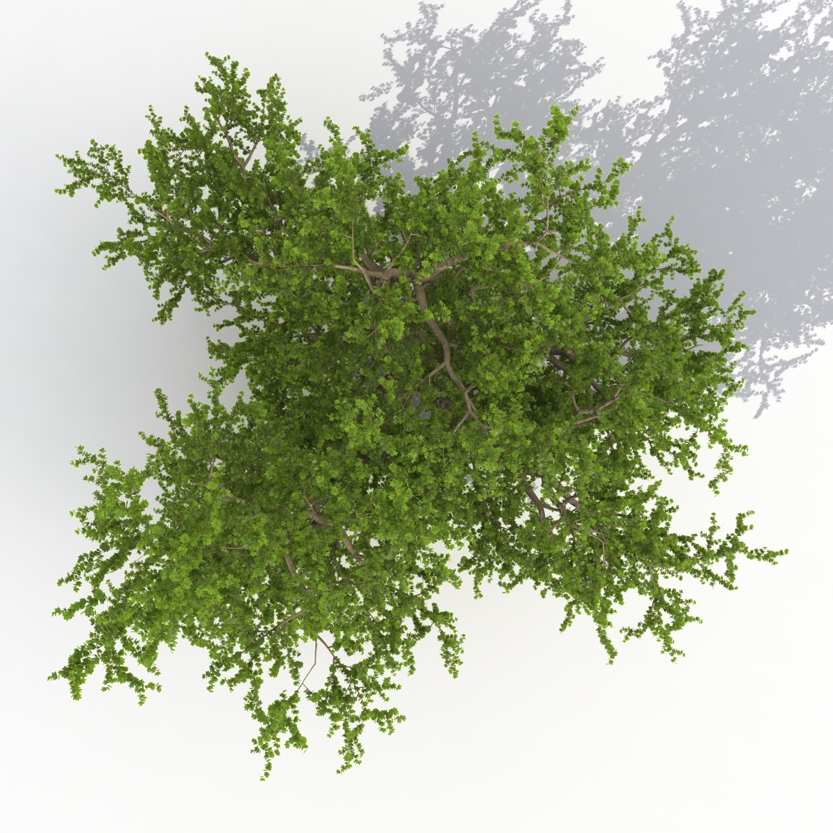 3D model Old Red Maple Tree Summer