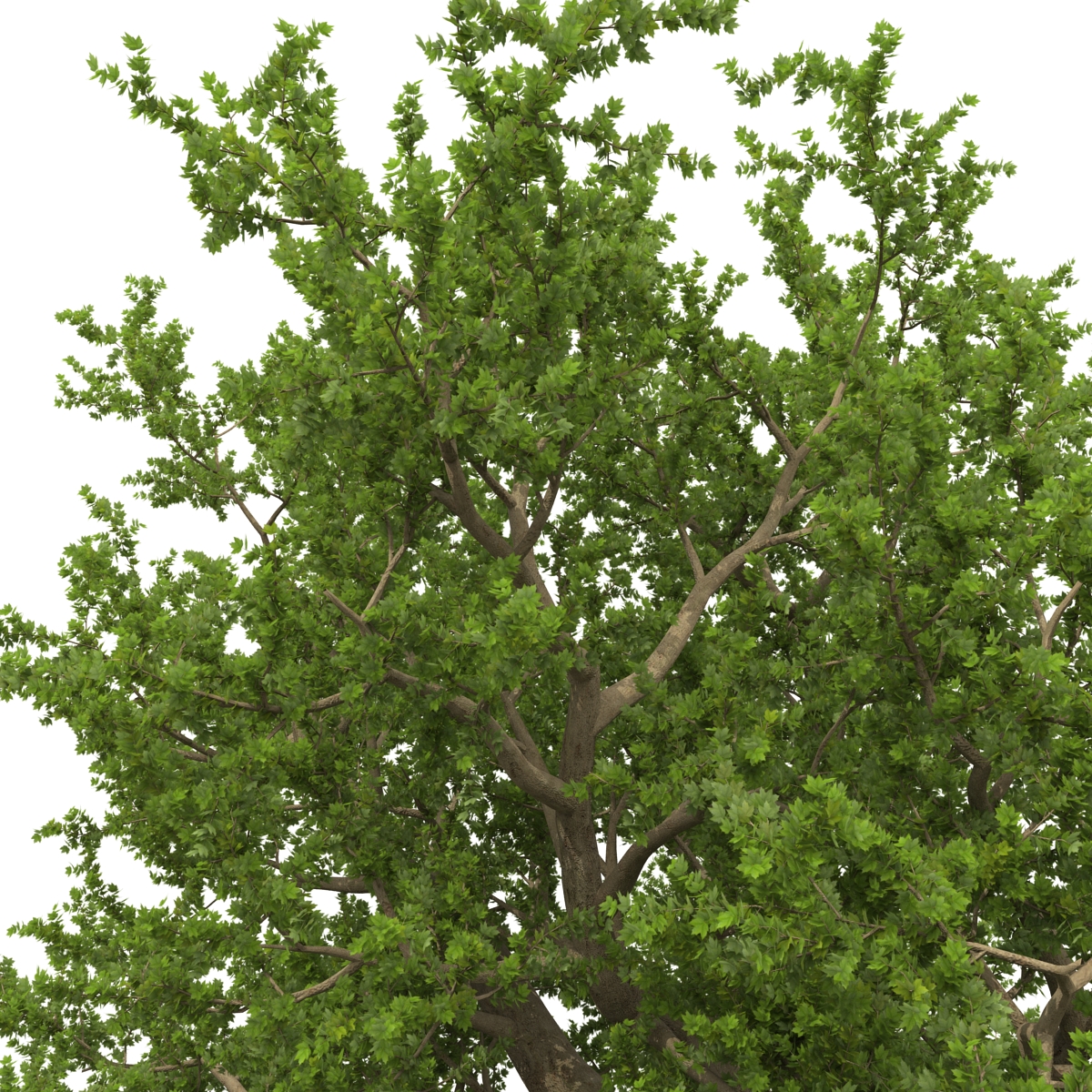 3D model Old Red Maple Tree Summer