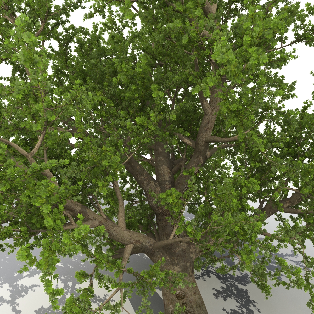 3D model Old Red Maple Tree Summer