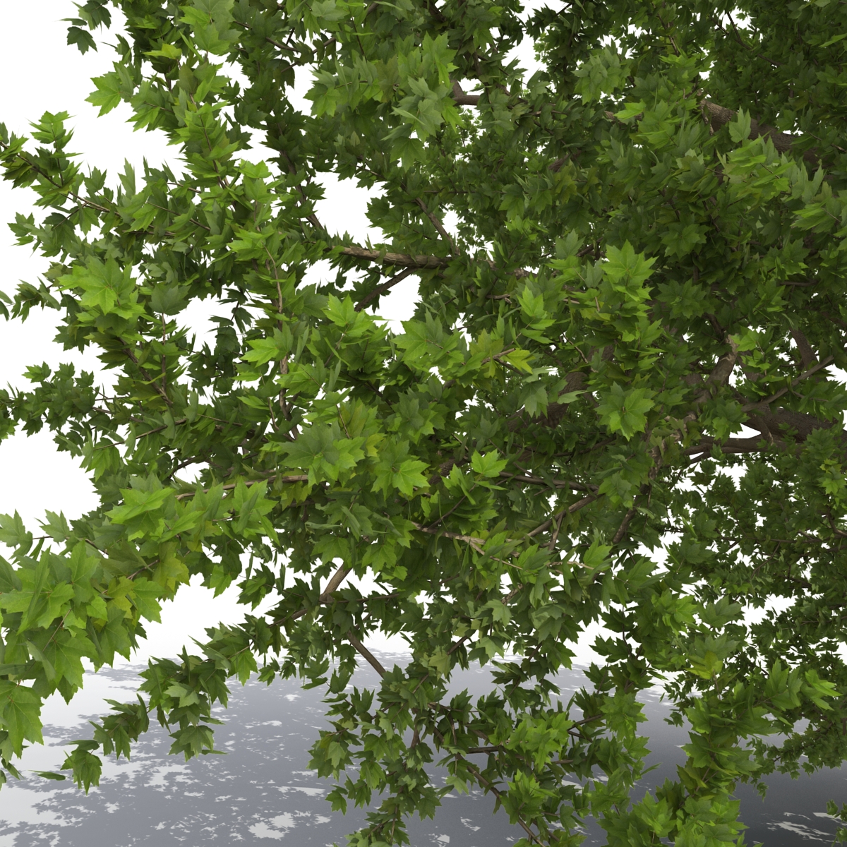 3D model Old Red Maple Tree Summer