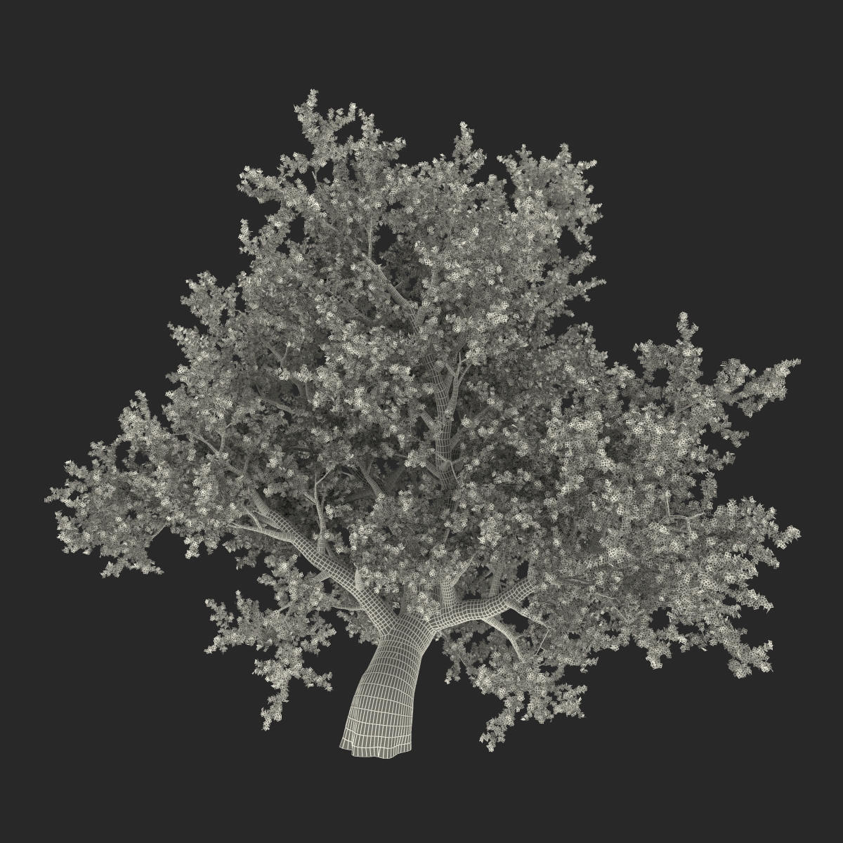 3D model Old Red Maple Tree Summer