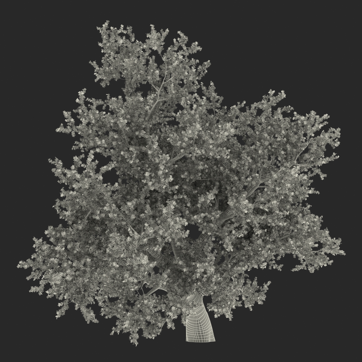 3D model Old Red Maple Tree Summer