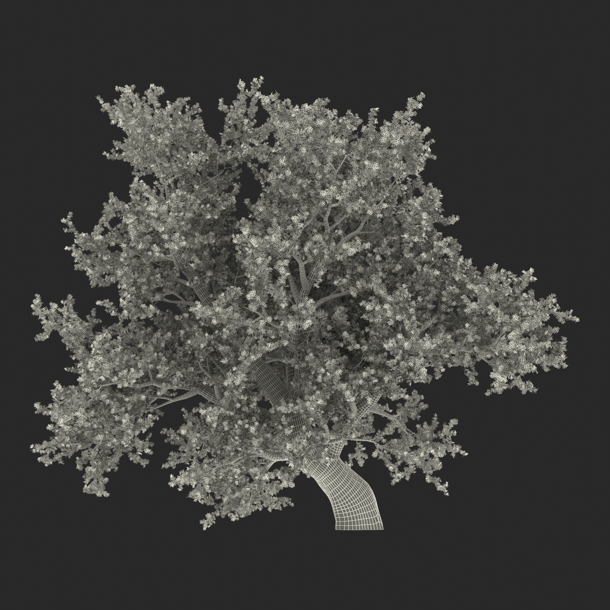 3D model Old Red Maple Tree Summer