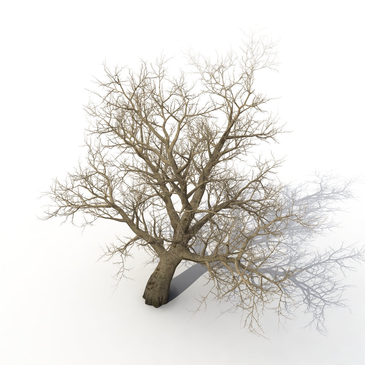 3D model Old Red Maple Tree Winter