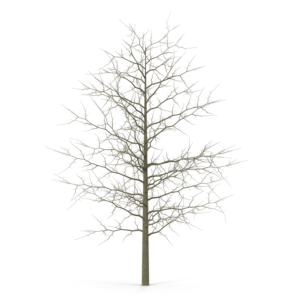 3D model Red Oak Young Tree Winter