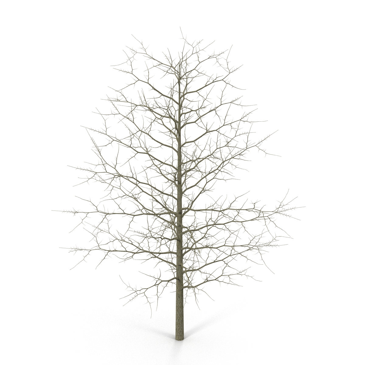 3D model Red Oak Young Tree Winter