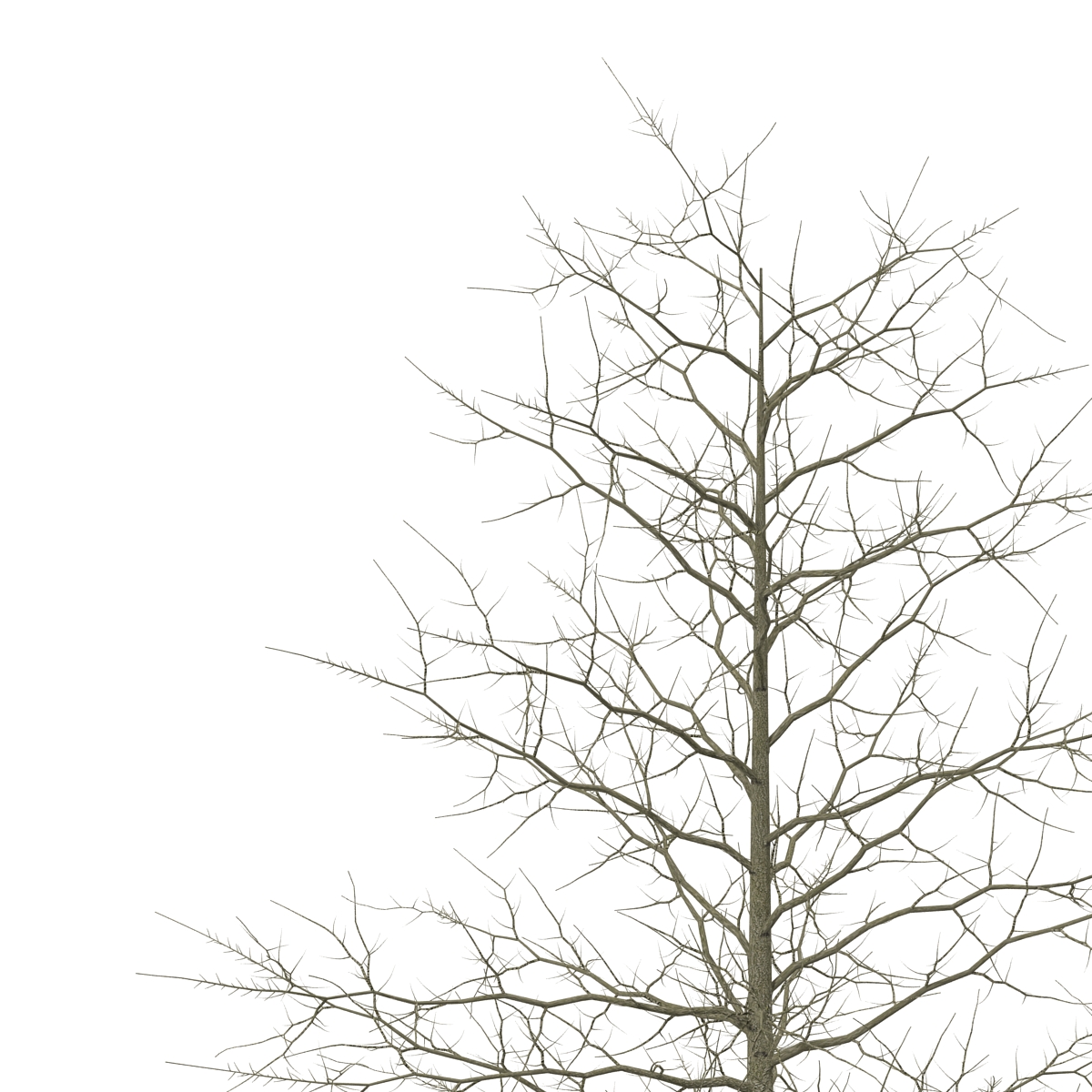 3D model Red Oak Young Tree Winter