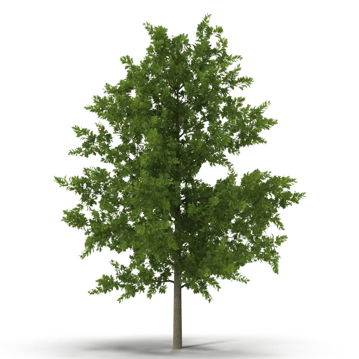 3D model Red Oak Young Tree Summer