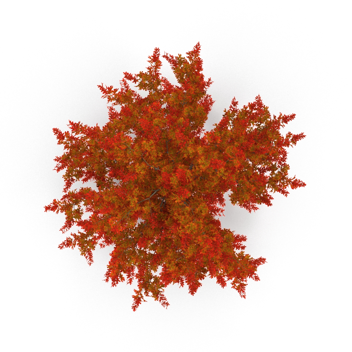 3D model Red Oak Young Tree Autumn