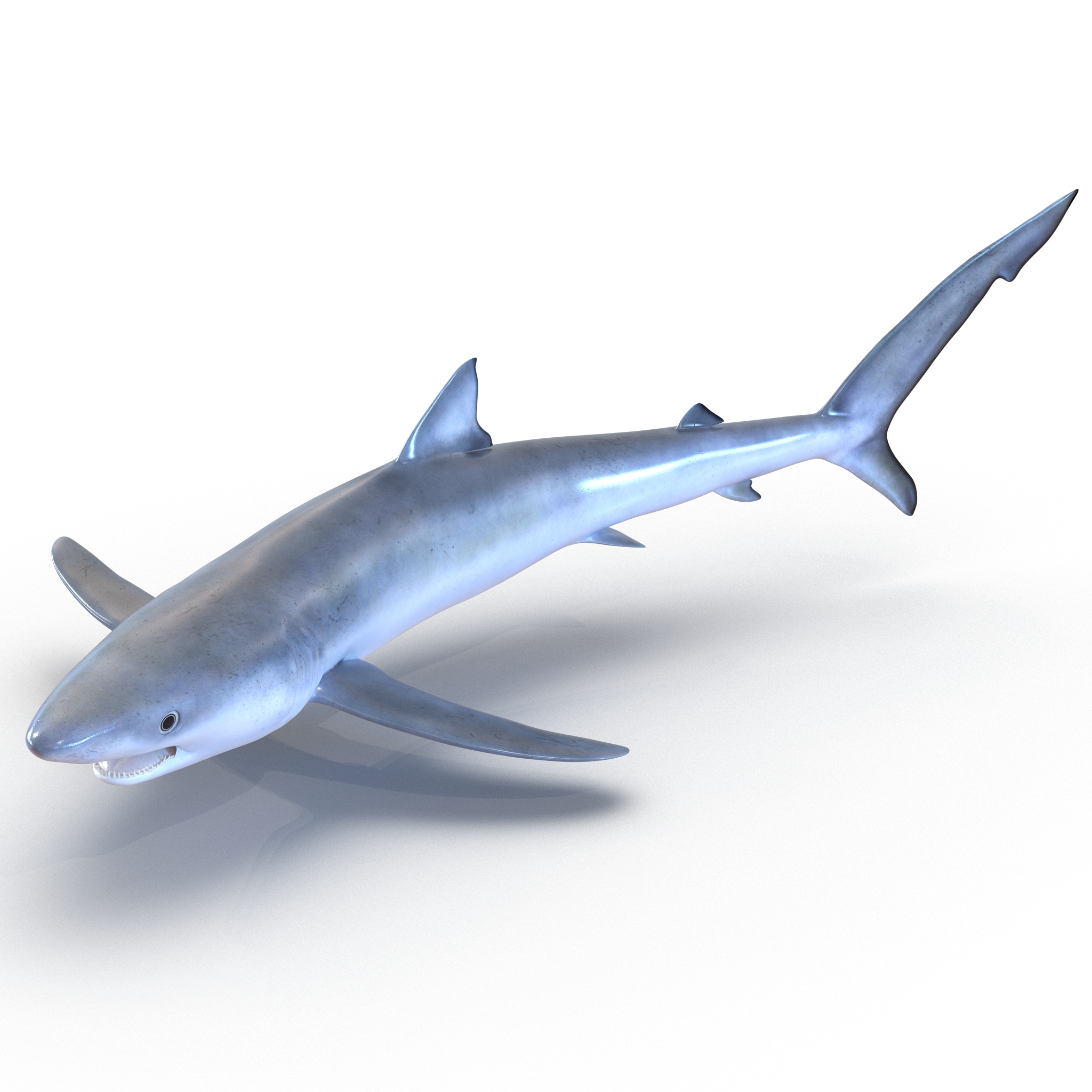 Blue Shark Rigged 3D