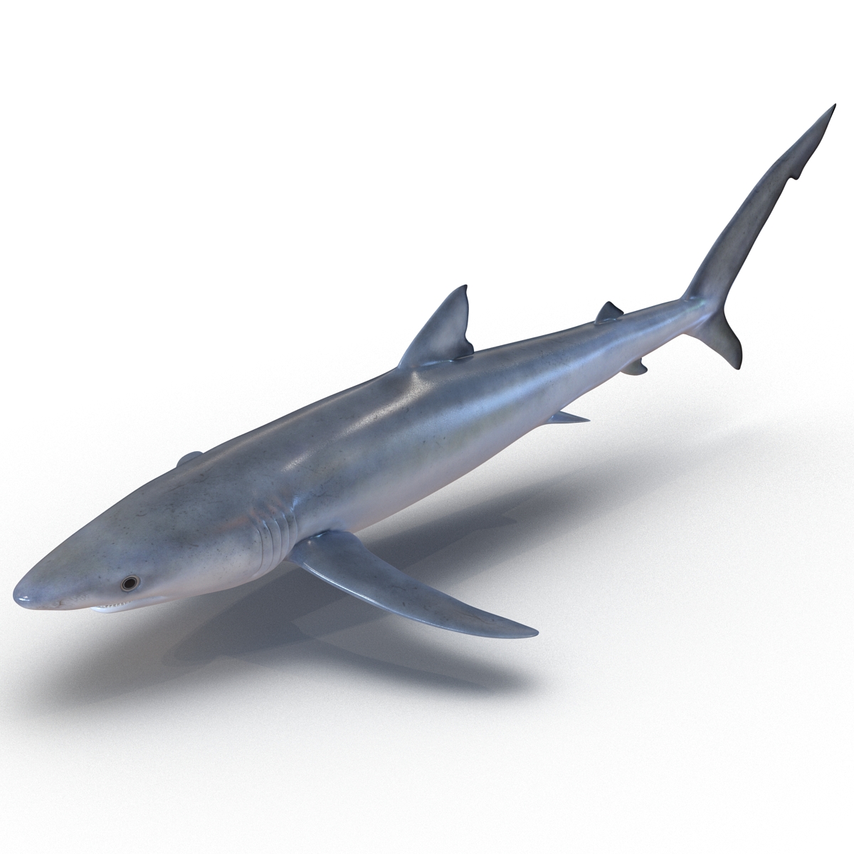 Blue Shark Rigged 3D