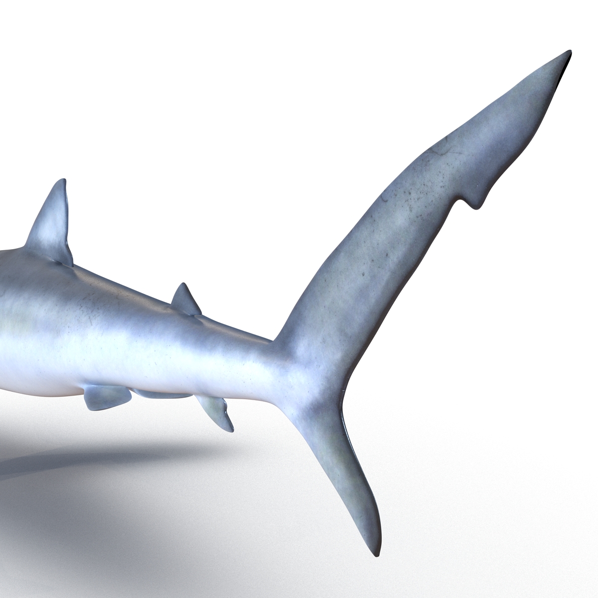 Blue Shark Rigged 3D