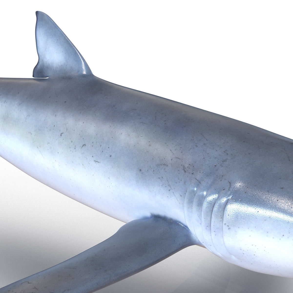 Blue Shark Rigged 3D