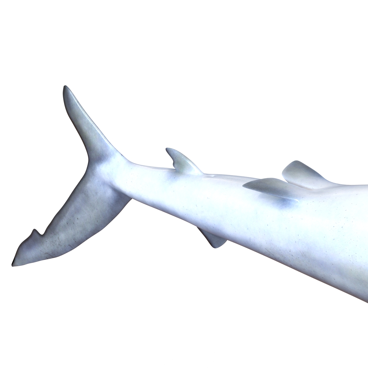 Blue Shark Rigged 3D