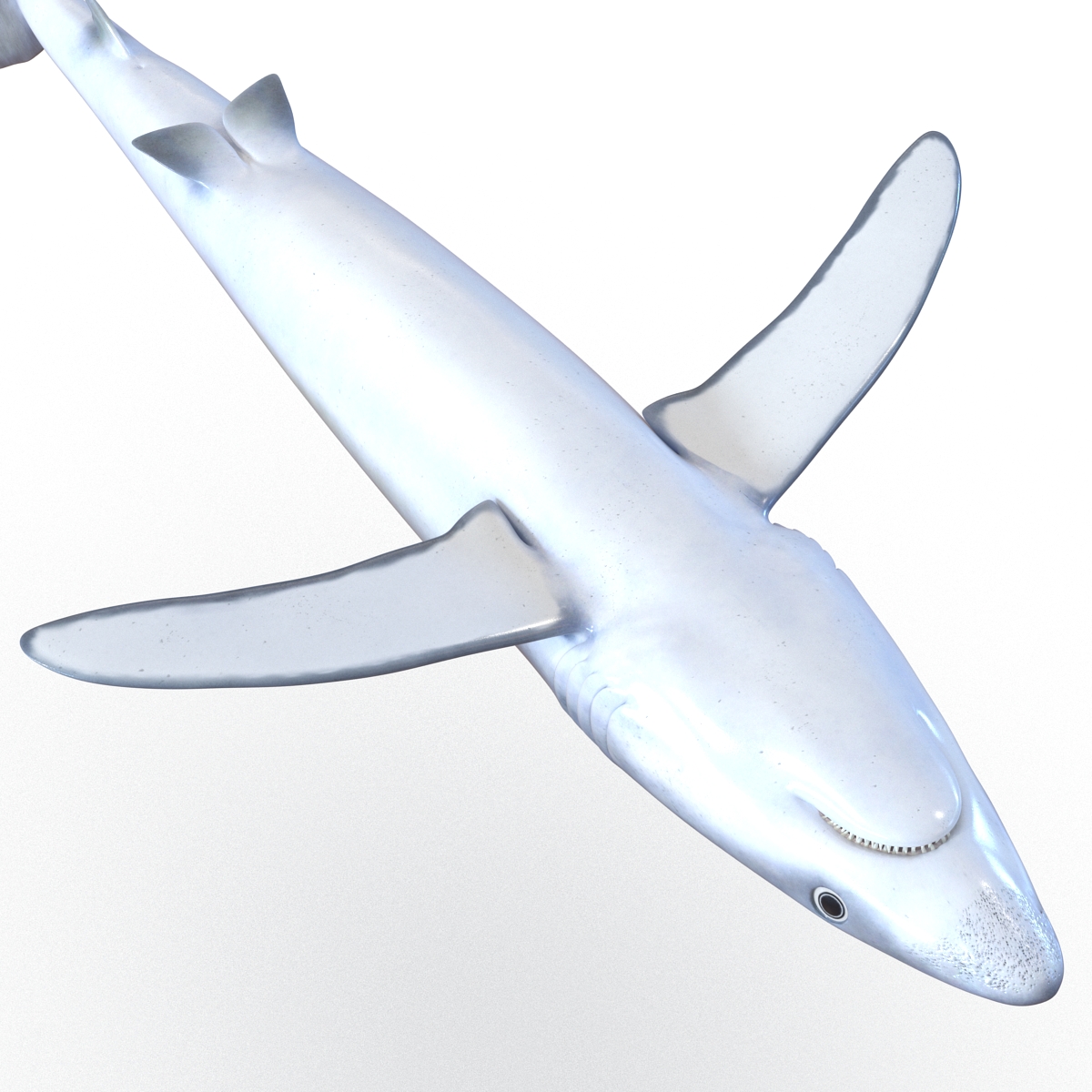 Blue Shark Rigged 3D