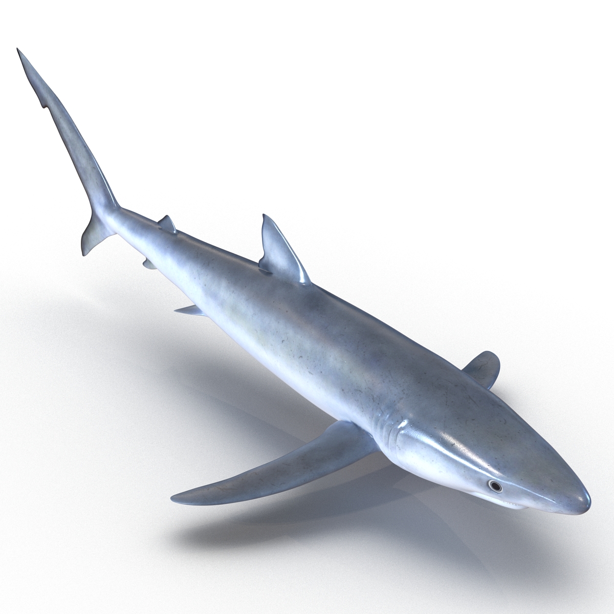 3D model Blue Shark