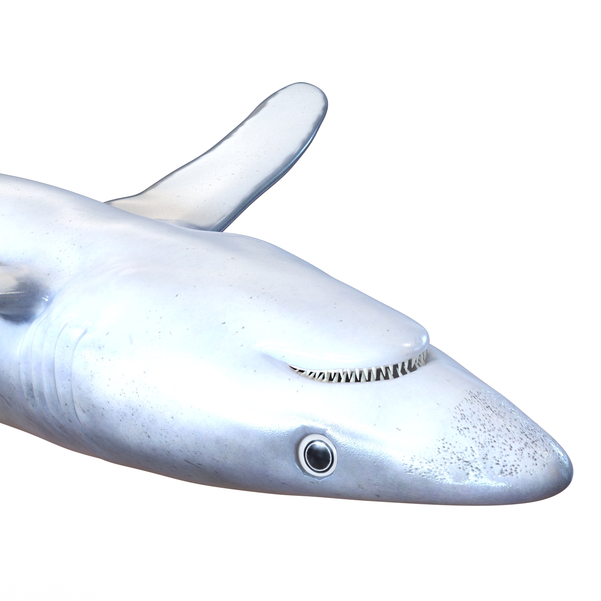 3D model Blue Shark