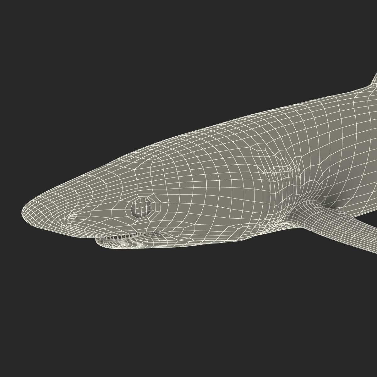 3D model Blue Shark