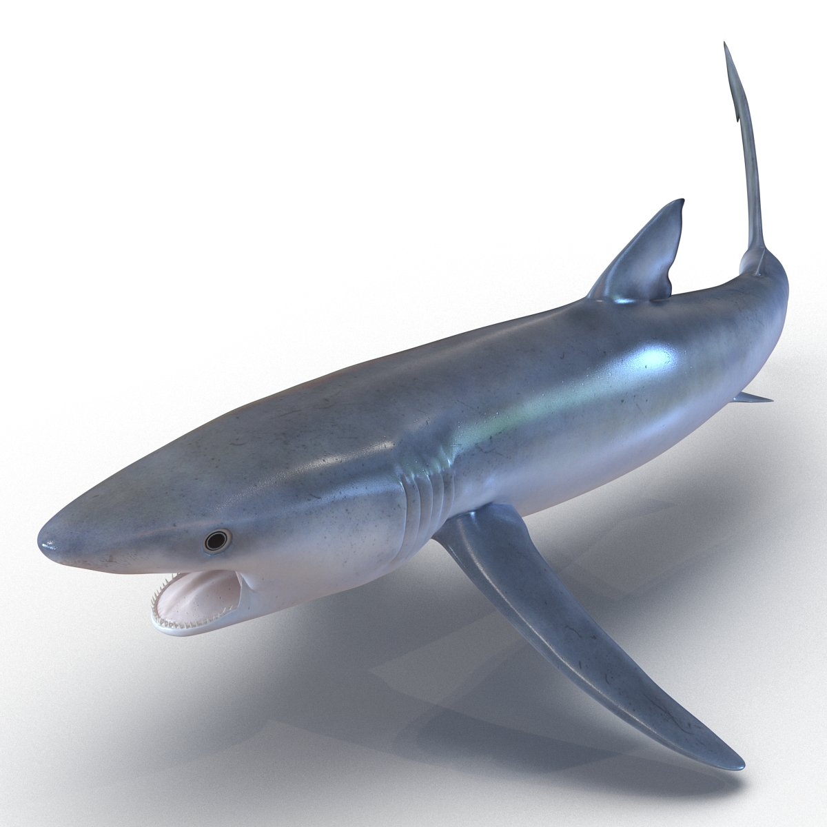 Blue Shark Pose 2 3D