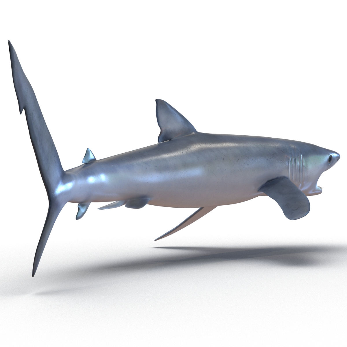 Blue Shark Pose 2 3D