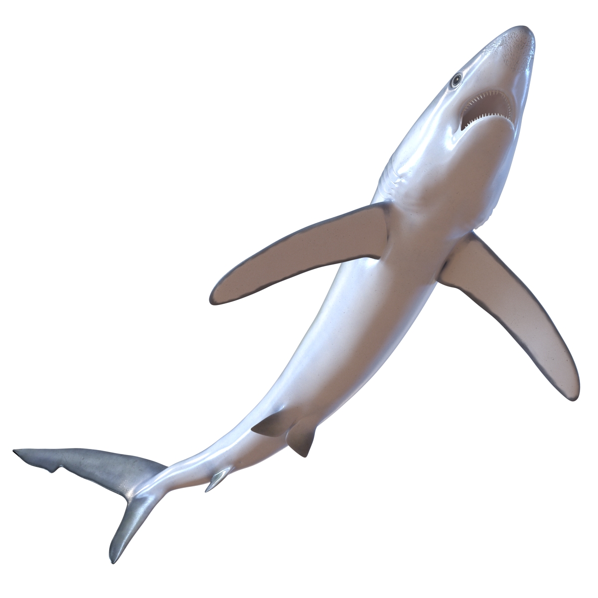 Blue Shark Pose 2 3D