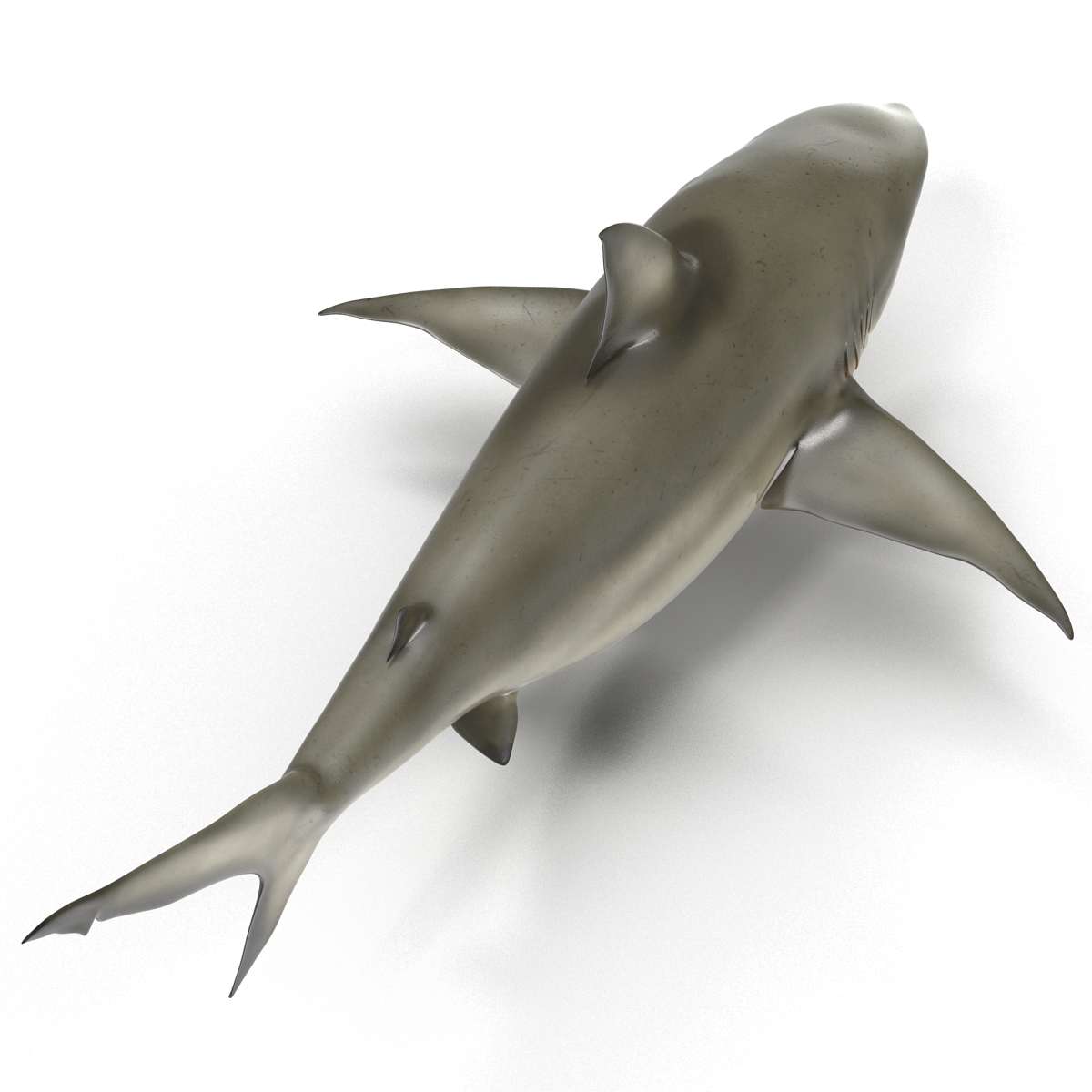 Pigeye Shark 3D