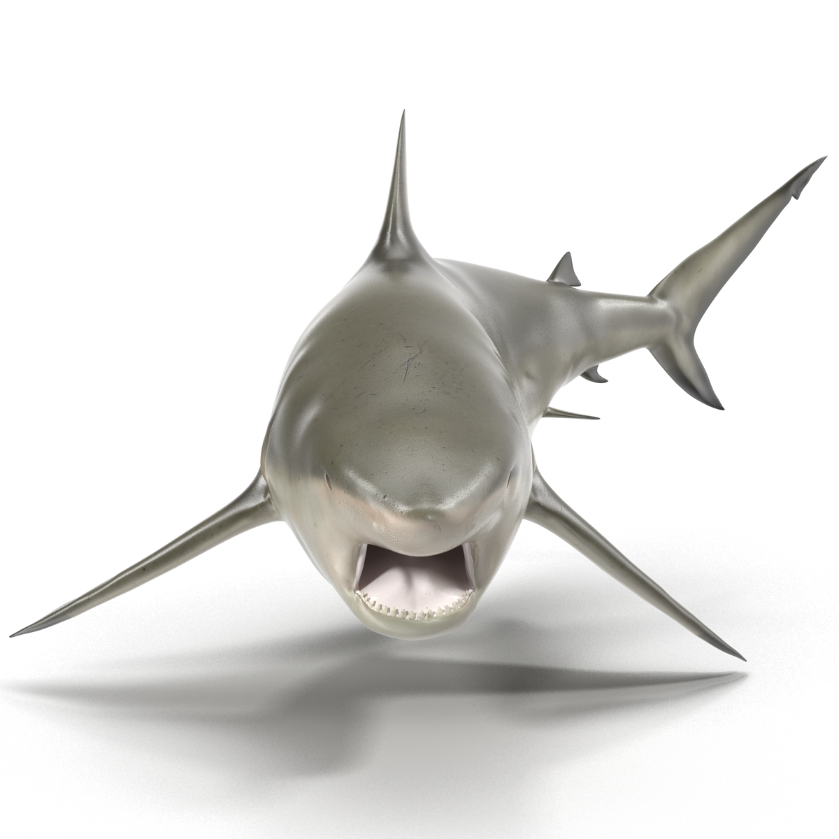 Pigeye Shark Pose 2 3D model