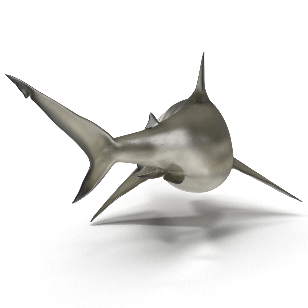 Pigeye Shark Pose 2 3D model