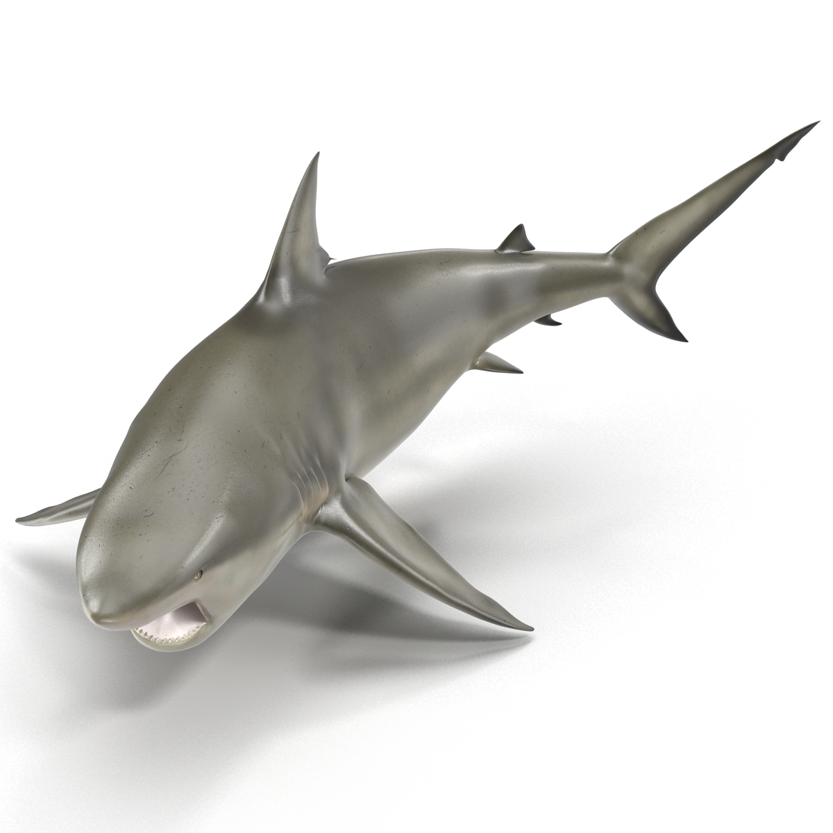 Pigeye Shark Pose 2 3D model