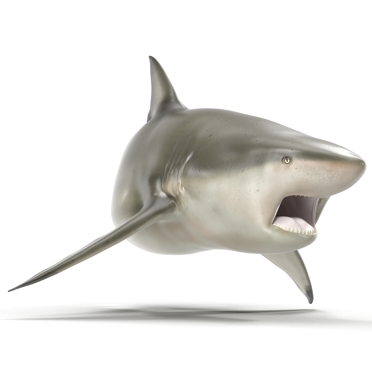 Pigeye Shark Pose 2 3D model