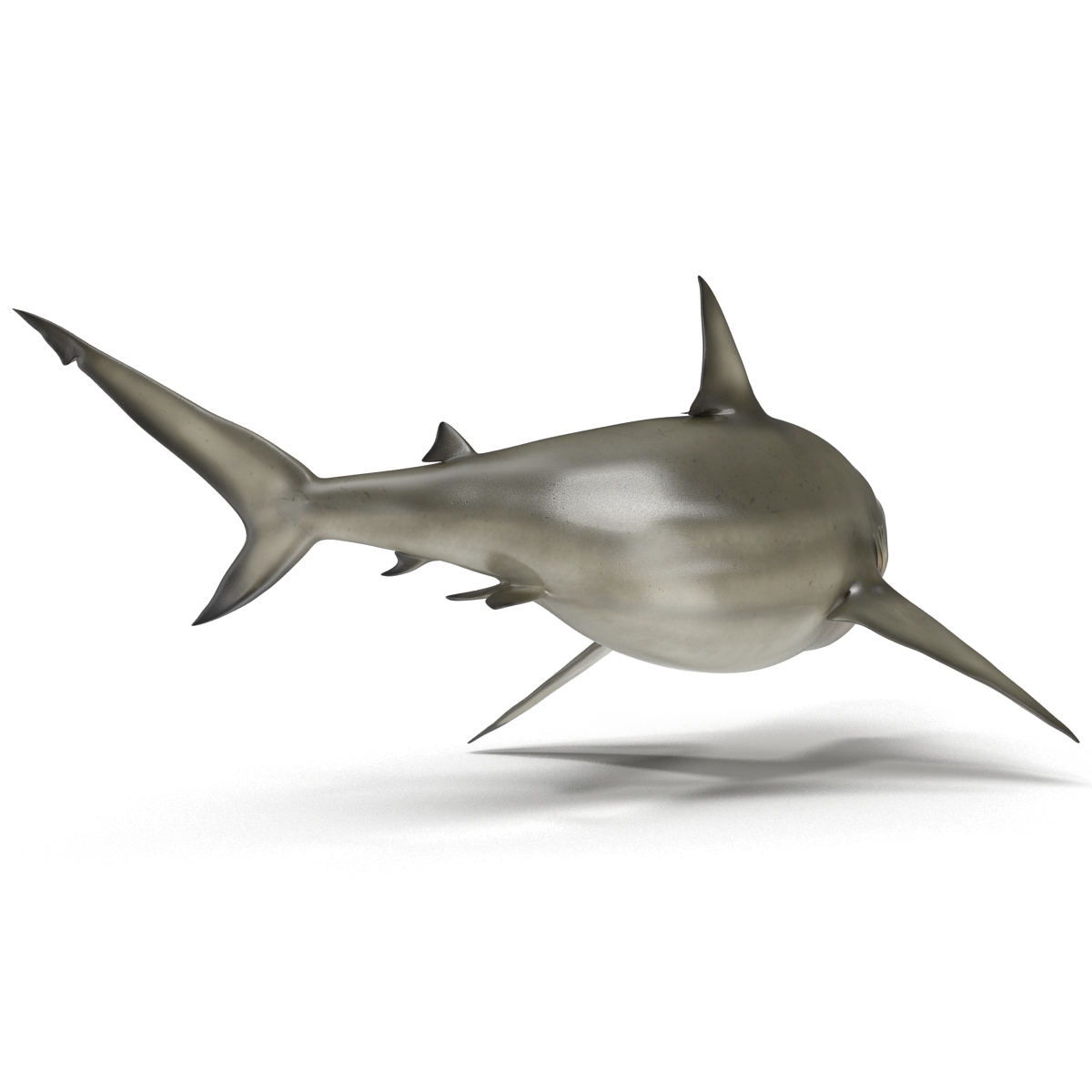 Pigeye Shark Pose 2 3D model