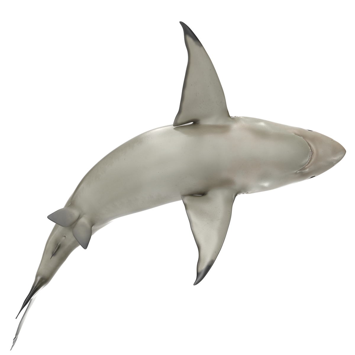 Pigeye Shark Pose 2 3D model