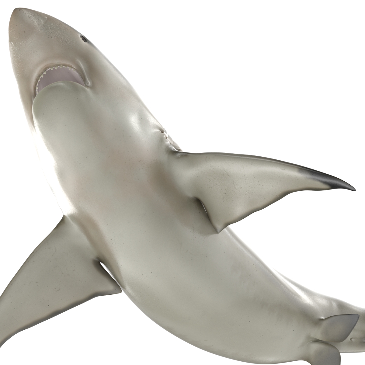 Pigeye Shark Pose 2 3D model